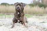 CANE CORSO 558